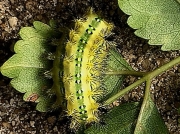 Stinging slug caterpillar unconfirmed Latoia latistriga, Broad-banded Latoia, South Africa - © Linda Honneggar
