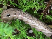 Tersa Sphinx brown caterpillar form (Xylophanes tersa) Georgia US photo Sylvette Walsh