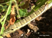 Tersa Sphinx caterpillar (Xylophanes tersa) brown form Texas US photo Peggy Ricketts