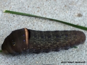 Tiger Swallowtail Butterfly prepupating caterpillar St Louis US photo Robert Meinhardt