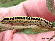 Toadflax Brocade caterpillar (Calophasia lunula) Ontario, Canada photo Elora Long