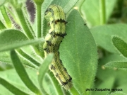 Tobacco Budworm on petunias (Heliothis virescens) NY US sighting Jacqueline Versace