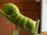 Tobacco Hornworm (Manduca sexta) Kansas US photo Jamie Newton
