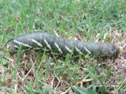 Tomato Hornworm  brown form - Five spotted Hawkmoth (Manduca quinquemaculata) photo Traci Pettys
