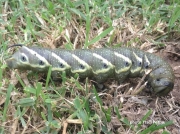 Tomato Hornworm  brown form - Five spotted Hawkmoth (Manduca quinquemaculata) photo Traci Pettys