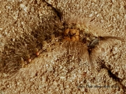 Tussock caterpillar species unconfirmed South Africa photo Ehab Helmy Abdel Goad