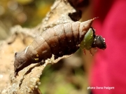 Unicorn caterpillar ( Schizura unicornis) US  photo Dana Padgett