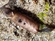 Unicorn caterpillar ( Schizura unicornis) US  photo Dana Padgett