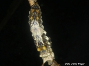 Viceroy butterfly caterpillar (Limenitis archippus) Indiana US photo Jenny Finger