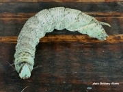 Walnut Sphinx caterpillar Amorpha jugandis Texas US photo Brittany Aikens (4)