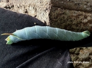 Walnut Sphinx caterpillar Amorpha jugandis Texas US photo Brittany Aikens