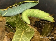 Walnut Sphinx caterpillars Amorpha jugandis Texas US photo Brittany Aikens (5)
