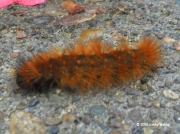 West Virginia Tiger moth caterpillar (Spilosoma virginia) Oregon © 2015 Kathy Bishop