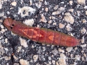 White Blotched Heterocampa prepupating caterpillar (Heterocampa umbrata) Hogansville Ga US photo Cherry Bowling