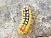 White Flannel Moth caterpillar (Norape ovina) Ohio US photo Kathy Tessneer