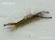 White Marked Tussock Moth caterpillar Orgyia Leucostigma Kentucky photo Lauren Fritz