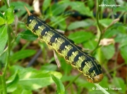 White-lined Sphinx caterpillar Hyles lineata California photo Nina Trentham (2)