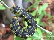 White-lined Sphinx caterpillar Hyles lineata California photo Nina Trentham (3)