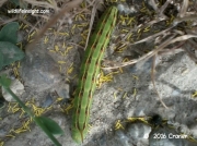 White lined sphinx caterpillar Hyles lineata US photo Craner