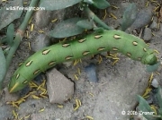 White lined sphinx caterpillar Hyles lineata US photo Craner