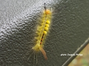 White Marked Tussock Moth caterpillar (Orgyia Leucostigma) Connecticut US - photo Jeanise Phillips