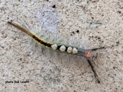 White Marked Tussock Moth caterpillar (Orgyia Leucostigma) Maryland US - photo Bod Leicht