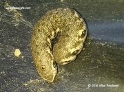 Willowherb Hawkmoth caterpillar Proserpinus proserpina Midi Pyrenees, France photo Mike Pinchard (2)