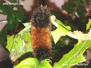 Black banded Woolly Bear caterpillar Isabella Tiger moth US photo Krista Butterfield