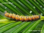 Zerenopsis lepida, Leopard Magpie moth caterpillar Pretoria South Africa © 2015 Angelique Anderson