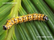 Zerenopsis lepida, Leopard Magpie moth caterpillar Pretoria South Africa © 2015 Angelique Anderson