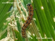Zerenopsis lepida, Leopard Magpie moth caterpillar on cycad palm © 2015 Angelique Anderson (3)