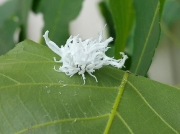 Butternut Woollyworm on hickory recorded in Idaho, USA photo © Jill Gambon