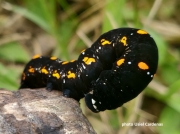 citrus-fruit-piercer caterpillar (Gonodonta-nutrix)