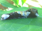 Giant Swallowtail butterfly caterpillar, Texas, USA © L Wilder
