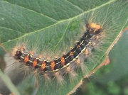 Gypsy moth (Lymantria dispar) caterpillar © 2015 J.McIntyre