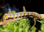 Pearly-Wood-nymph- caterpillar (Eudryas grata)