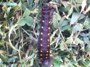 Pipevine Swallowtail butterfly caterpillar (Battus philenor) West Virginia US photo Todd Price