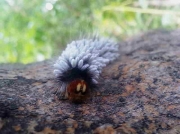 Parasitised South African caterpillar - Mesocelis species, Lasiocampidae recorder M Suntermaartensdyke - Pretoria, South Africa