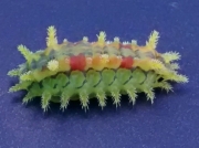 Spiny Oak Slug (Euclea delphinii) photo © 2015 Abraham Tozier
