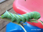 Tobacco Hornworm (Manduca sexta) North Carolina garden US photo © Holly Langford