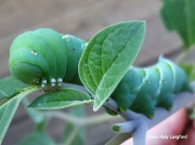 Tobacco Hornworm (Manduca sexta) North Carolina garden US photo © Holly Langford