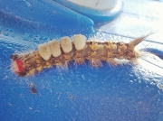 White Marked Tussock moth caterpillar in LA, USA photo © Lynn Norwood