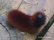 woolly bear caterpillar Oklahoma © 2015 Nicole Musslewhite