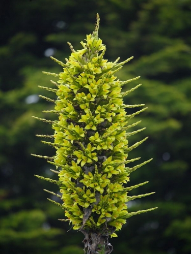 Puya chilensis