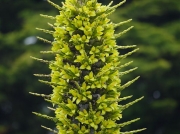 Puya chilensis