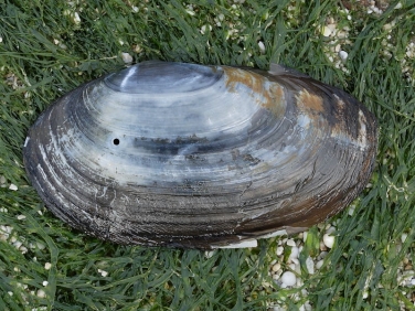 Swan Mussel (Anodonta cygnea)