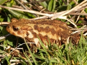 Common Toad (Bufo bufo)