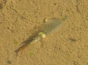 Fairy Shrimp (Chirocephalus diaphanus)