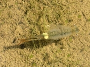 Fairy Shrimp (Chirocephalus diaphanus)