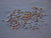 Frogspawn (Rana temporaria)